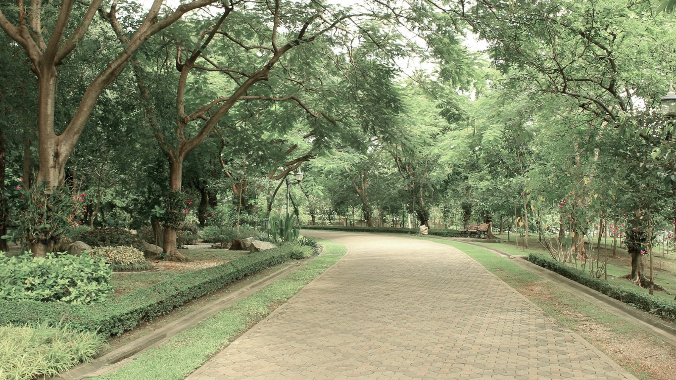 A peaceful paved path winding beneath leafy trees
